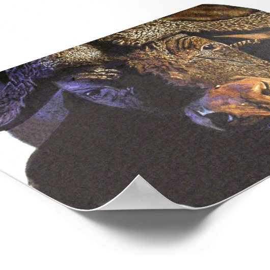 Cape Buffalo Poster (Ecke)