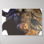 Cape Buffalo Poster (Vorne)