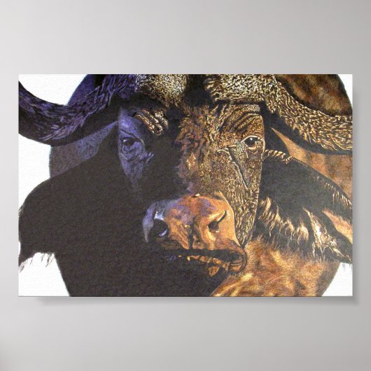 Cape Buffalo Poster (Vorne)