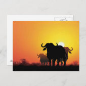 Cape Buffalo Postkarte (Vorne/Hinten)