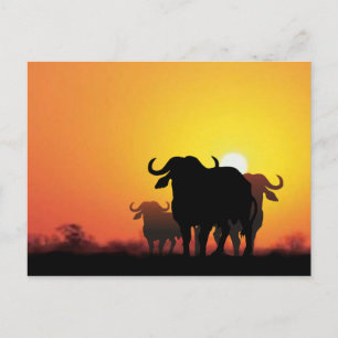 Cape Buffalo Postkarte
