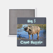 Cape Buffalo safari große 5 Magnete Magnet (Vorderseite/Rückseite)