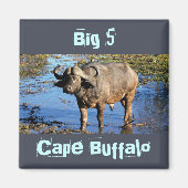 Cape Buffalo safari große 5 Magnete Magnet (Vorne)