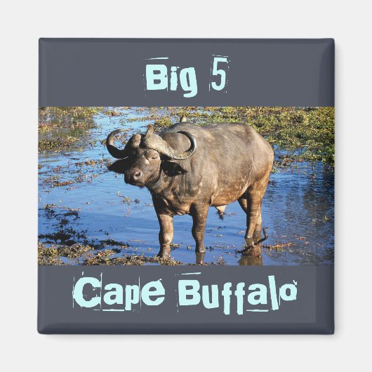 Cape Buffalo safari große 5 Magnete Magnet (Vorne)