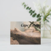 Cape Cobra Postkarte (Stehend Vorderseite)