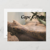 Cape Cobra Postkarte (Vorne/Hinten)