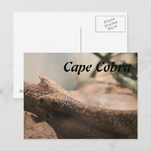 Cape Cobra Postkarte (Vorne/Hinten)