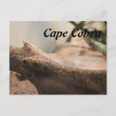 Cape Cobra Postkarte (Vorderseite)