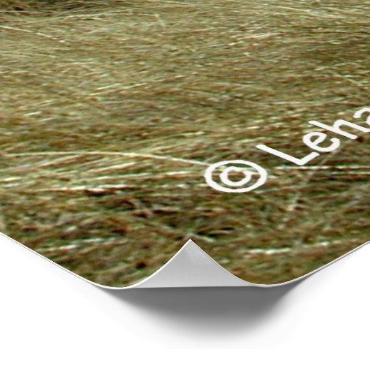 Cape Cod Beach Poster (Ecke)