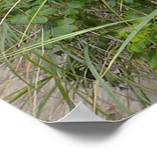 Cape Cod Dunes Poster (Ecke)