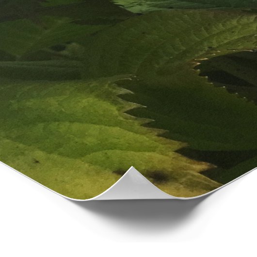 Cape Cod Hydrangea Zuhause Poster (Ecke)