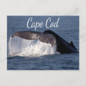 Cape Cod, Provincetown Massachusetts Postkarte (Vorderseite)