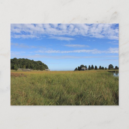 Cape Cod Salt Marsh Postkarte (Vorderseite)