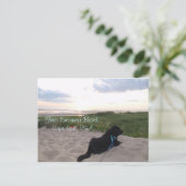 Cape Cod Sunset mit Black Lab Postkarte (Stehend Vorderseite)