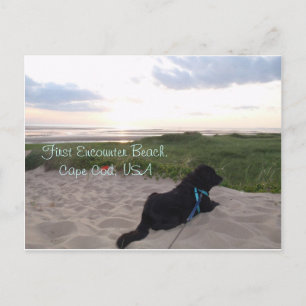 Cape Cod Sunset mit Black Lab Postkarte
