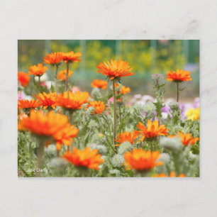 Cape Daisy [Postcard] Postkarte