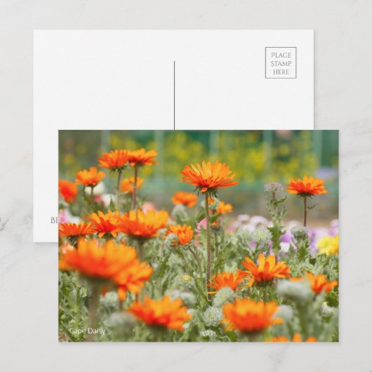 Cape Daisy [Postcard] Postkarte (Vorne/Hinten)