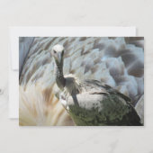 Cape Griffon Vulture Flat Card (Vorderseite)