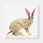 Cape Hare 2010 2 Magnet (Vorne)