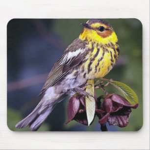Cape May Trällerer-Vogel-Liebhaber-Geschenke Mousepad
