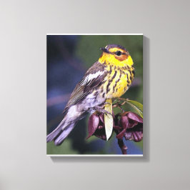 Cape May Warbler Bird Liebhaber Geschenke Leinwanddruck