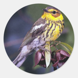 Cape May Warbler Bird Liebhaber Geschenke Runder Aufkleber