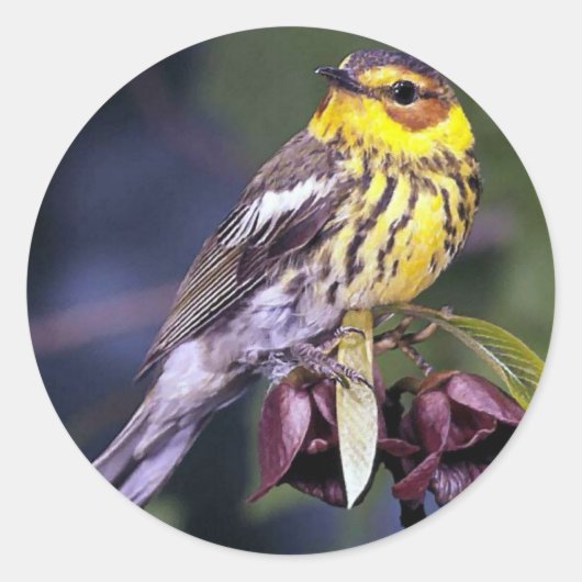 Cape May Warbler Bird Liebhaber Geschenke Runder Aufkleber (Vorderseite)
