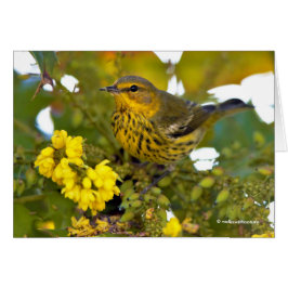 Cape May Warbler mit dem blühenden Mahonia