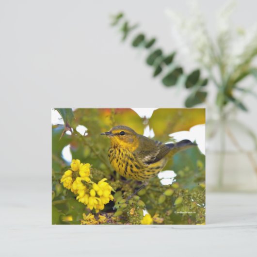 Cape May Warbler Songbird mit blühendem Mahonia Postkarte (Stehend Vorderseite)