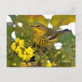 Cape May Warbler Songbird mit blühendem Mahonia Postkarte (Vorderseite)