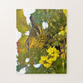 Cape May Warbler Songbird mit blühendem Mahonia Puzzle