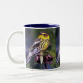Cape May Warbler, Vogelarten Zweifarbige Tasse (Links)