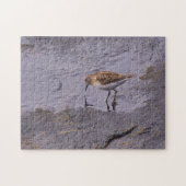 Cape Neddick Least Sandpiper Puzzle (Horizontal)