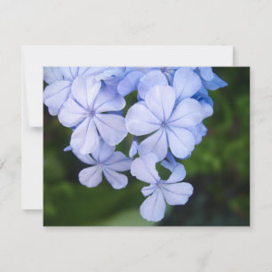 Cape-Plumbago