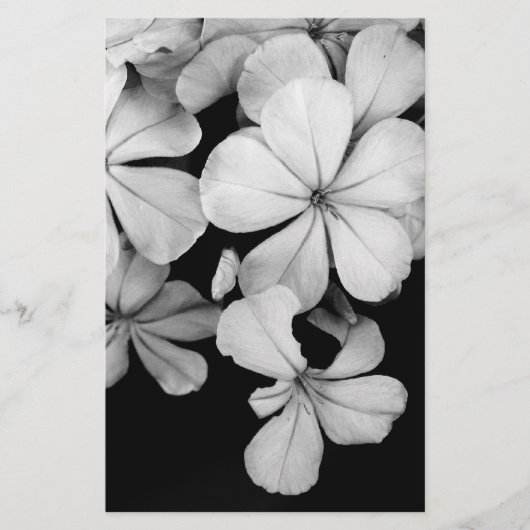 Cape-Plumbago Briefpapier (Vorderseite)