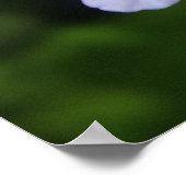 Cape-Plumbago Poster (Ecke)