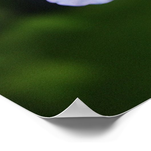 Cape-Plumbago Poster (Ecke)