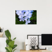 Cape-Plumbago Poster (Heimbüro)