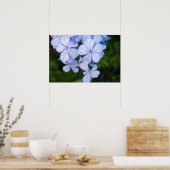 Cape-Plumbago Poster (Küche)
