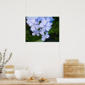 Cape-Plumbago Poster (Küche)