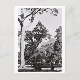 Cape Town Park Naturpark Berg Südafrika Postkarte