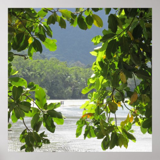 Cape Tribulation - Australia Poster (Vorne)