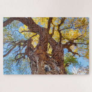 Capitol Reef National Park, Baumwollbaum Puzzle
