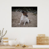 Capo von Oppenheim, Jack Russell Dog Poster (Küche)