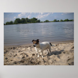 Capo von Oppenheim, Jack Russell Dog Poster