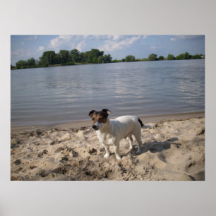 Capo von Oppenheim, Jack Russell Dog Poster