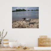 Capo von Oppenheim, Jack Russell Dog Poster (Küche)