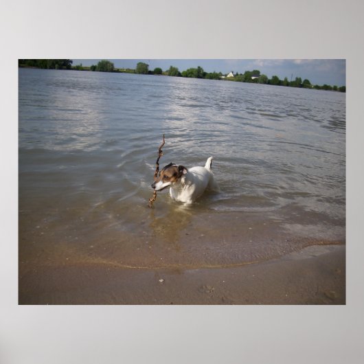 Capo von Oppenheim, Jack Russell Dog Poster (Vorne)