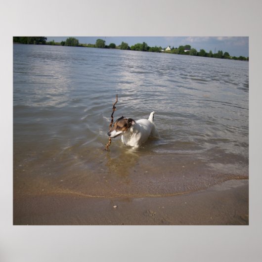 Capo von Oppenheim, Jack Russell Dog Poster (Vorne)