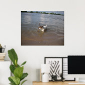Capo von Oppenheim, Jack Russell Dog Poster (Heimbüro)